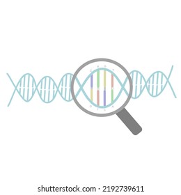 Una imagen representa el concepto de investigación de la secuencia de ADN que mostró la lupa de vidrio observada en el ADN de doble cadena.