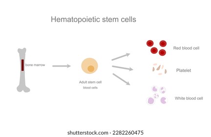 The picture represents the source of Hematopoietic stem cell that from bone marrow to any blood cell type : platelet, erythrocytes and lymphocytes.