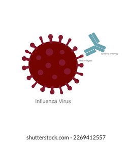 A picture represents the specific binding between viral molecule of Influenza A Virus in the region of HA antigen  and specific antibody.