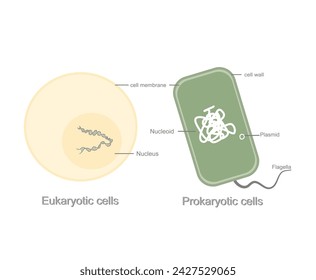 The picture represents the structural comparison of living organism between Eukaryotic and Prokaryotic cell that shows in different important organelle.