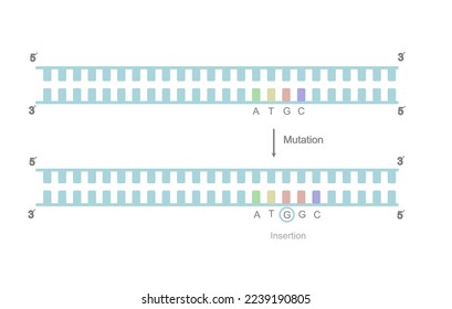 A picture represents the type of DNA mutation : insertion that showing the new base was inserted into the mutation site on double stranded DNA.