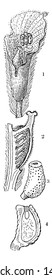 A picture represents various parts of Pistia plant. The single species it includes, Pistia stratiotes, is regularly called water cabbage, water lettuce, Nile cabbage, or shellflower, vintage