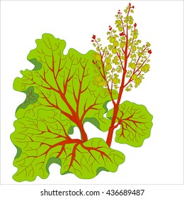 Picture rhubarb stalks harvested and vector isolated. Rhubarb isolated.