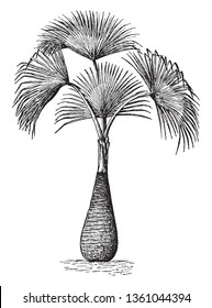 A picture of Sabal Palmetto tree which mostly found in Florida. It can grow almost in any soil and has many uses including food, medicine, etc, vintage line drawing or engraving illustration.