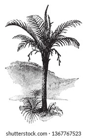 Ein Bild von der Sago-Palme. Sago palm ist ein häufiger Name für mehrere Pflanzen, die verwendet werden, um eine starre Lebensmittel, die als Sago bekannt. Die Palme hat viele dunkelgrüne Blätter auf einem Haarstamm, Vintage