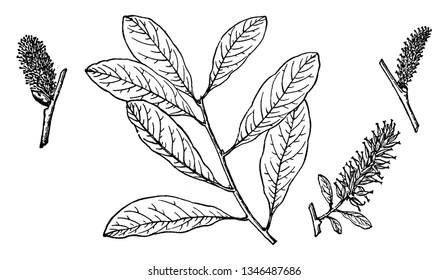 Picture of Salix Nuttallii's branch. It is a deciduous shrub, usually with multiple stems that reach 2 to 7 m in height in dry, cold, high elevations. The stems are straight and support few branches