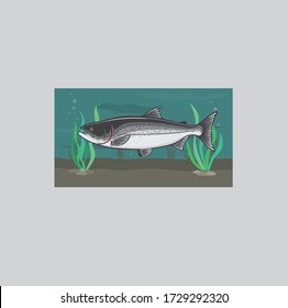 In The Picture, Salmon Under Water