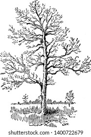 Imagen del árbol de Sassafras. Sassafras es un género de tres especies existentes y una extinta de árboles caducifolios en la familia Lauraceae, nativa de Norteamérica Oriental y Asia Oriental, vintage