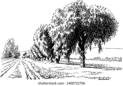 Foto del árbol de Schinus Molle.  Los frutos rosas brillantes de Schinus Molle son vendidos a menudo como "pimienta rosa". El árbol alberga a Bombycomorpha Bifascia, conocida como la polilla Pepper-tree, vintage