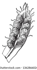 Picture of Schizea Pusilla which relates to the family Schizaeaceae and is native to New Brunswick, Newfoundland, and Nova Scotia in Canada, vintage line drawing or engraving illustration.