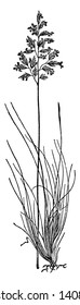 The picture of sheep's Fescue grass, his stem is very long size, the grass separately lengthy growing, vintage line drawing or engraving illustration.