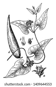 The picture is showing 1. Flower 2. Crown-lobe tipped by a 2-cleft awn 3. Stamen-tube, 4. Follicle or seed-pod. All parts are Sand vine plants, vintage line drawing or engraving illustration.
