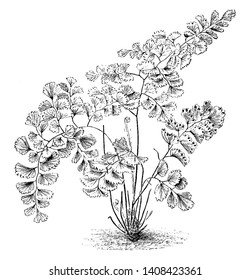 Ein Bild, das Adiantum Decorum Ferns zeigt. Das Adiantum Dekor ist bekannt als Maidenhaar. Dies ist ein tropischer und gemäßigter Farn, Vintage-Linie Zeichnung oder Gravitation Illustration.