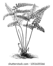 A picture showing Adiantum Diaphanum Fern for plant. Leaf is small, niddle, egg-shape edges. Upper part of this plant has leaf-pair to every stem. Stem has fiberous- tabulour structure, vintage