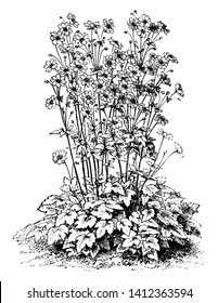 A picture is showing the Alba flowers of Anemone Japonica. The Alba flowers of Anemone Japonica are white in color and the large flowers grows in between august and November, vintage line drawing