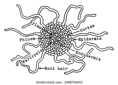 A picture showing apex of the hair root flattened and incrusting soil particles, vintage line drawing or engraving illustration.