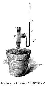 A picture showing the apparatus to measure Root pressure, vintage line drawing or engraving illustration.