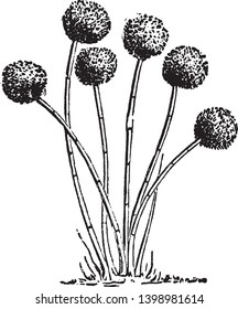 A picture showing Aspergillus Glaucus which is the Mold of cheese, but common on Moldy vegetables, vintage line drawing or engraving illustration.