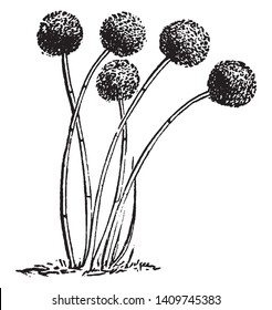 A picture showing Aspergillus Glaucus which is the Mold of cheese, but common on Moldy vegetables, vintage line drawing or engraving illustration.