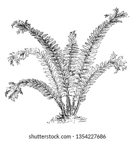 A picture showing Aspidium Angulare Grandiceps. It is commonly known as the soft shield fern, this fern has a broad and bunch head, vintage line drawing or engraving illustration.