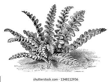 A picture showing Asplenium Ceterach. Scale or scaly fern is the common name for Asplenium Ceterach. This fern is found in Britain, Europe and northern Asia, vintage 