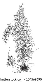 A picture showing Asplenium Myriophyllum. This name is the accepted name of a species in the genus Asplenium. The leaves are six to fifteen inches long, vintage line drawing or engraving illustration.