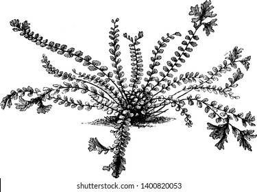 A picture showing Asplenium trichomanes cristatum. This is the crested maidenhair spleenwort. The black stems and forked, crested tips give this fern an almost sea-creature look, vintage line drawing