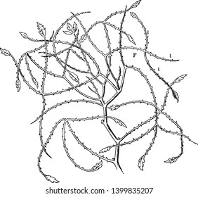 A picture showing Australian Blackberry Leaves. It's a very thorny plant shrub. Stems, branches are irregularly and leaves rarely produce, vintage line drawing or engraving illustration.