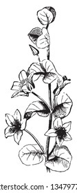 A picture is showing Axillary Flower. Axillary flowers are appeared scattered on the stem, vintage line drawing or engraving illustration.