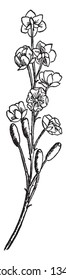 A picture is showing Barberry Flower. This cluster of flowers is also known as a raceme. This is pale-yellow bisexual flowers. These flowers have 6 petals and sepals, vintage 