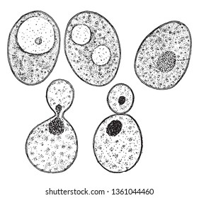 A picture showing a bit of Common Yeast Cake when mixed with Water and examined under the Microscope, vintage line drawing or engraving illustration.