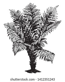 A picture showing Blechnum Brasiliense. Red Brazilian tree fern is the common name for, is a fern species in the genus Blechnum. Leaves are two to three feet long and one foot or more wide, vintage
