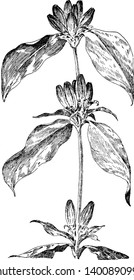 A picture is showing Bottle Gentian, commonly known as Gentiana Andrewsii. It belongs to Gentianaceae family. Flowers are blue and bottle shaped with closed mouths, vintage line drawing or engraving