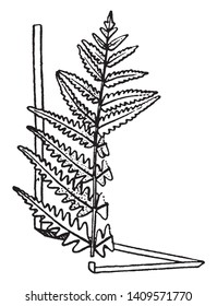 A picture is showing a branch of Anchistea plant. The leaves of Anchistea are mostly small and less than 2 cm long, vintage line drawing or engraving illustration.