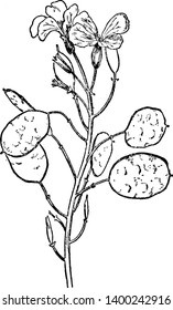 A picture is showing a branch of Annual Honesty plant which is a tall, hairy-stemmed biennial plant found in Europe, North America, and parts of Asia, vintage line drawing or engraving illustration.