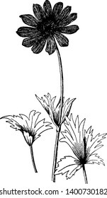 A picture is showing a branch and flower of Anemone Fulgens plant. The flowers of Anemone fulgens are two inches wide and live scarlet with a black stamen. Several leaves grow under each flower