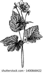 A picture is showing a branch and flower of Anemone Japonica plant. The flowers of Anemone Japonica are rosy, purplish-red in color and mostly grown in Japan, vintage line drawing or engraving