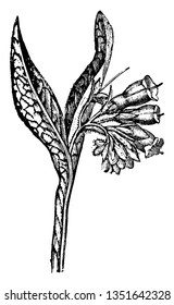A picture is showing a branch and flower of Comfrey also known as Symphytum Officinale. It is an important herb in organic gardening, having many medicinal and fertilizer uses, vintage