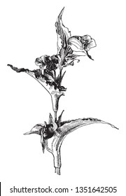 A picture is showing a branch and flower of Commelina Coelestis also called as dayflowers due to the short lives of their flowers, vintage line drawing or engraving illustration.