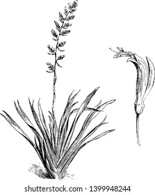 A picture is showing a branch and flower of Common New Zealand Flax also called as Phormium Tenax. The flowers are yellow or red and two inches long, vintage line drawing or engraving illustration.