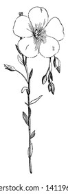 A picture is showing a branch and flower of Common flax also called as Linum Usitatissimum. The flowers of Common flax are blue in color and blooms in June and July, vintage line drawing or engraving