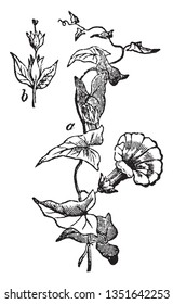 A picture is showing a branch and flower of Convolvulus. They are usually entangled and milky plants, although some are erect shrubs, vintage line drawing or engraving illustration.