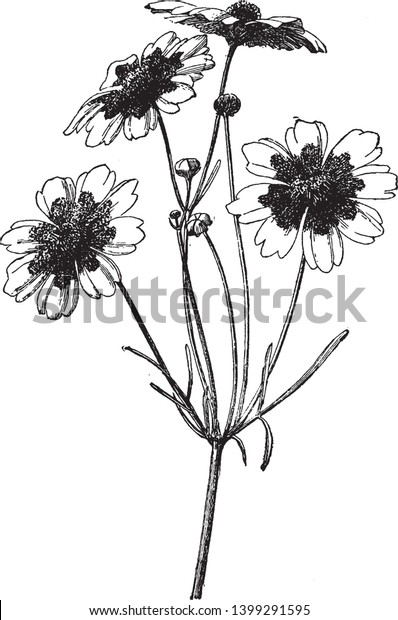 A picture is showing a
branch and flower of Coreopsis Tinctoria also known as Tickseed
which grows one to three feet tall, vintage line drawing or
engraving illustration.