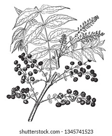 A picture is showing a branch and flower of Coriaria Japonica which is a shrub cultivated mainly for its ornamental fruits, vintage line drawing or engraving illustration.