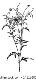 A picture is showing a branch and flower of Grey-Headed Coneflower also called as Rudbeckia Pinnata. The flowers have fallen yellow petals and can grow up to 5 feet tall, vintage line drawing