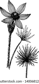 A picture is showing a branch and flower of Nuttalliana Variety of Anemone Patens which is also known as wild patens and American pasque, vintage line drawing or engraving illustration.