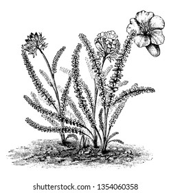 A picture is showing a branch and flower of Polemonium Confertum, vintage line drawing or engraving illustration.