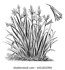 A picture is showing branch and flowers of Anthericum Liliastrum also known as St. Bruno's Lily. The flowers of Anthemis tinctoria are Transparent white with a green spot at the point of each bell