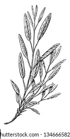 A picture showing the branch and flowers of Common Sage plant, a common kitchen and a medicinal herb. It is also used with teas, vintage line drawing or engraving illustration.