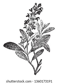 A picture showing the branch and flowers of Sage plant which is an extensive genus of plants of the mint family, which are widely distributed in warm regions, covering 450 species, vintage